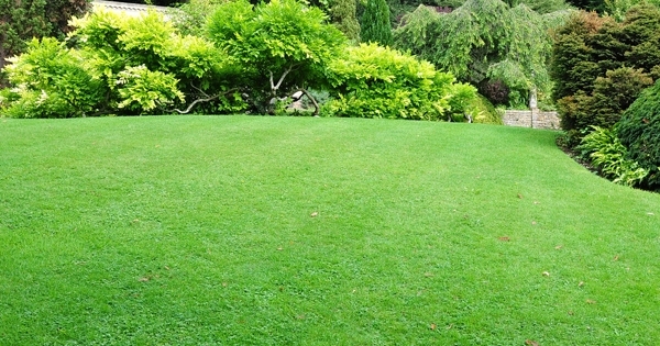 Lawn mowing in Glen Waverley